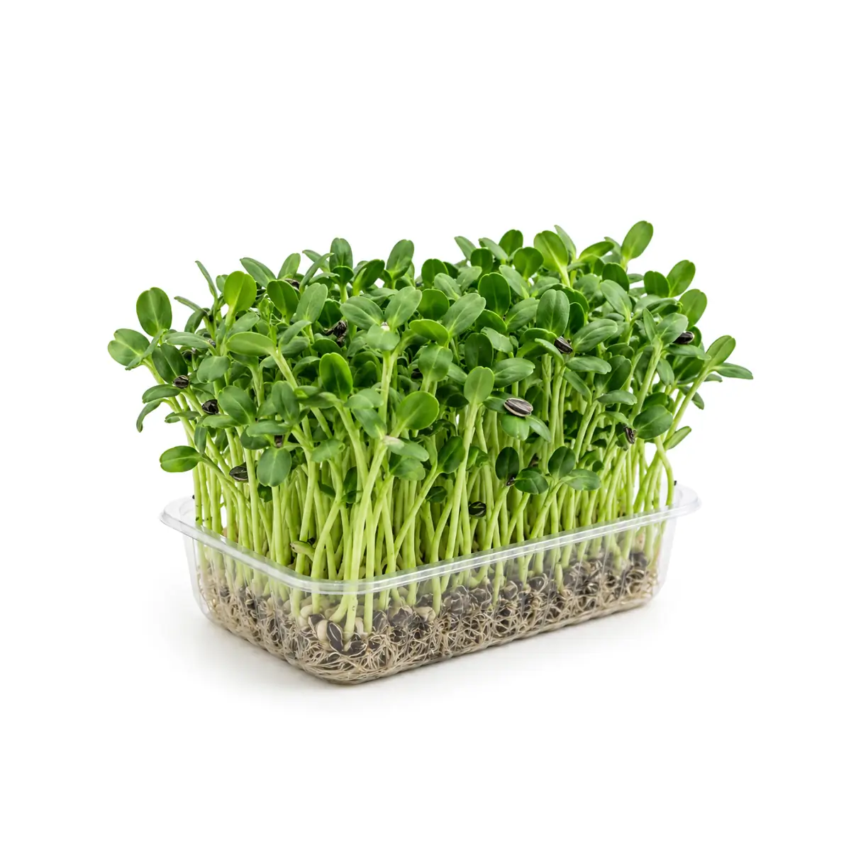 Микрозелень подсолнечника
